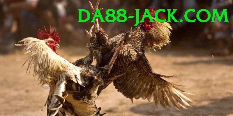 Trường Đấu Đá Gà Chuyên Nghiệp - Không cần cài